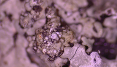 Hypotrachyna pustulifera