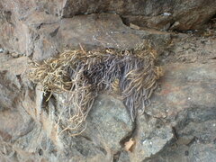 Selaginella sanguinolenta