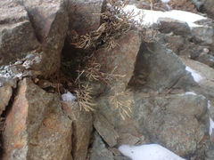 Selaginella sanguinolenta