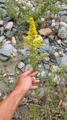 Solidago chilensis