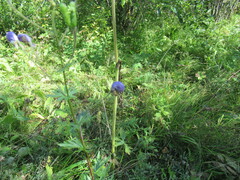Aconitum baicalense