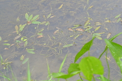 Potamogeton epihydrus
