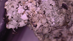 Hypotrachyna pustulifera