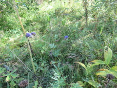 Aconitum baicalense