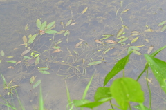Potamogeton epihydrus