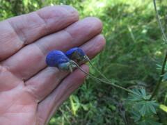Aconitum baicalense