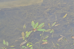 Potamogeton epihydrus