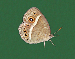 Brakefieldia perspicua