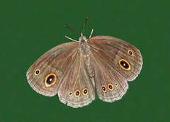 Brakefieldia perspicua