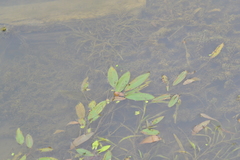 Potamogeton epihydrus