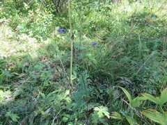 Aconitum baicalense