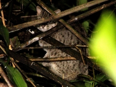 Prionailurus javanensis javanensis