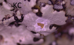 Hypotrachyna pustulifera