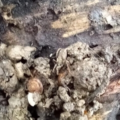 Anelasmocephalus cambridgei