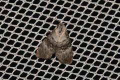 Acatapaustus leucospila
