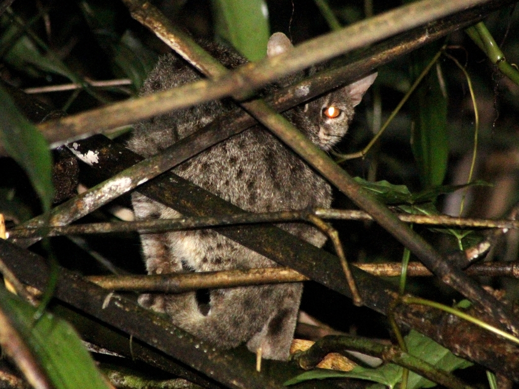 Kucing Hutan (Mammals of IPB University) · iNaturalist