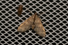 Nacoleia oncophragma