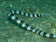 Myrichthys colubrinus