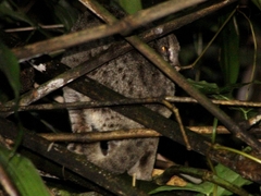 Prionailurus javanensis javanensis