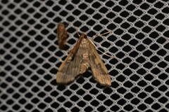 Nacoleia oncophragma