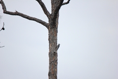 Dryobates borealis