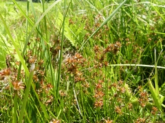 Juncus nodosus