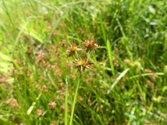 Juncus nodosus