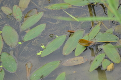 Potamogeton epihydrus