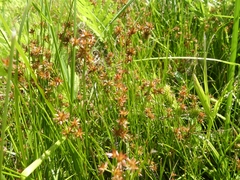 Juncus nodosus