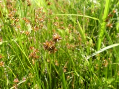 Juncus nodosus