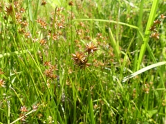 Juncus nodosus