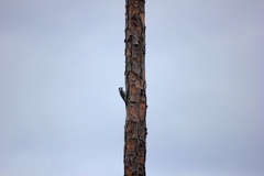 Dryobates borealis