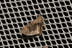 Mnesiloba eupitheciata