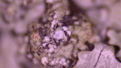 Hypotrachyna pustulifera