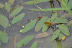 Potamogeton epihydrus