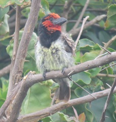 Lybius torquatus torquatus