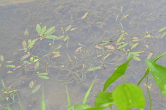 Potamogeton epihydrus