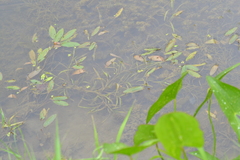 Potamogeton epihydrus