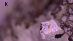 Hypotrachyna pustulifera