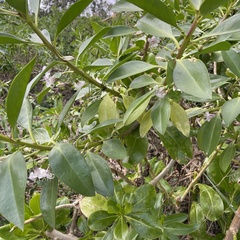 Myoporum bontioides