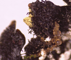 Hypotrachyna pustulifera