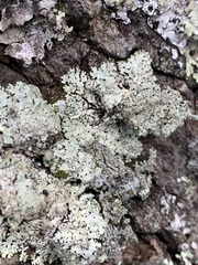 Hypotrachyna pustulifera