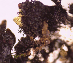 Hypotrachyna pustulifera