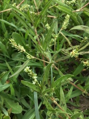 Persicaria subsessilis