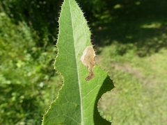 Liriomyza taraxaci