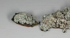 Hypotrachyna pustulifera