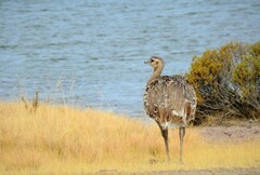 Rhea pennata