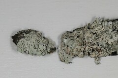 Hypotrachyna pustulifera