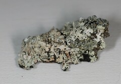 Hypotrachyna pustulifera