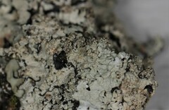 Hypotrachyna pustulifera